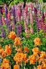USA, Oregon. Garden in full bloom with bearded iris and Russell lupine. Art Print